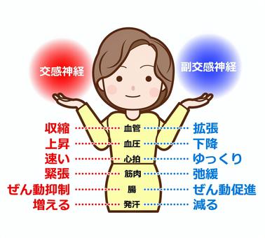 交感神経と副交感神経について女性が説明して下さっている写真