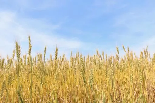 小麦の画像