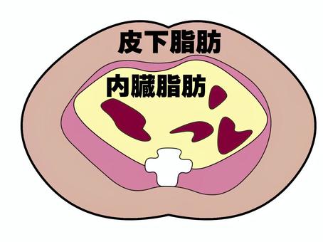 内臓脂肪画像