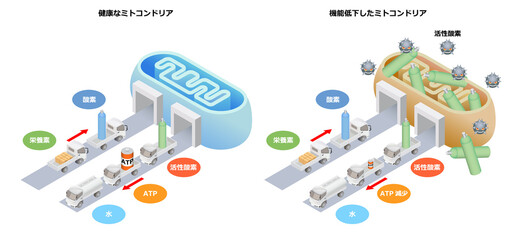 ミトコンドリア画像
